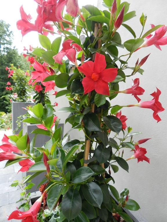 Bed and Breakfast O Sixieme Sens Williers Екстер'єр фото
